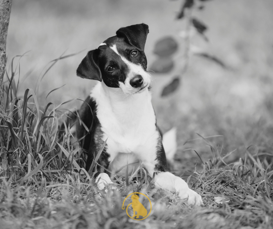 How to change your dog  to raw food