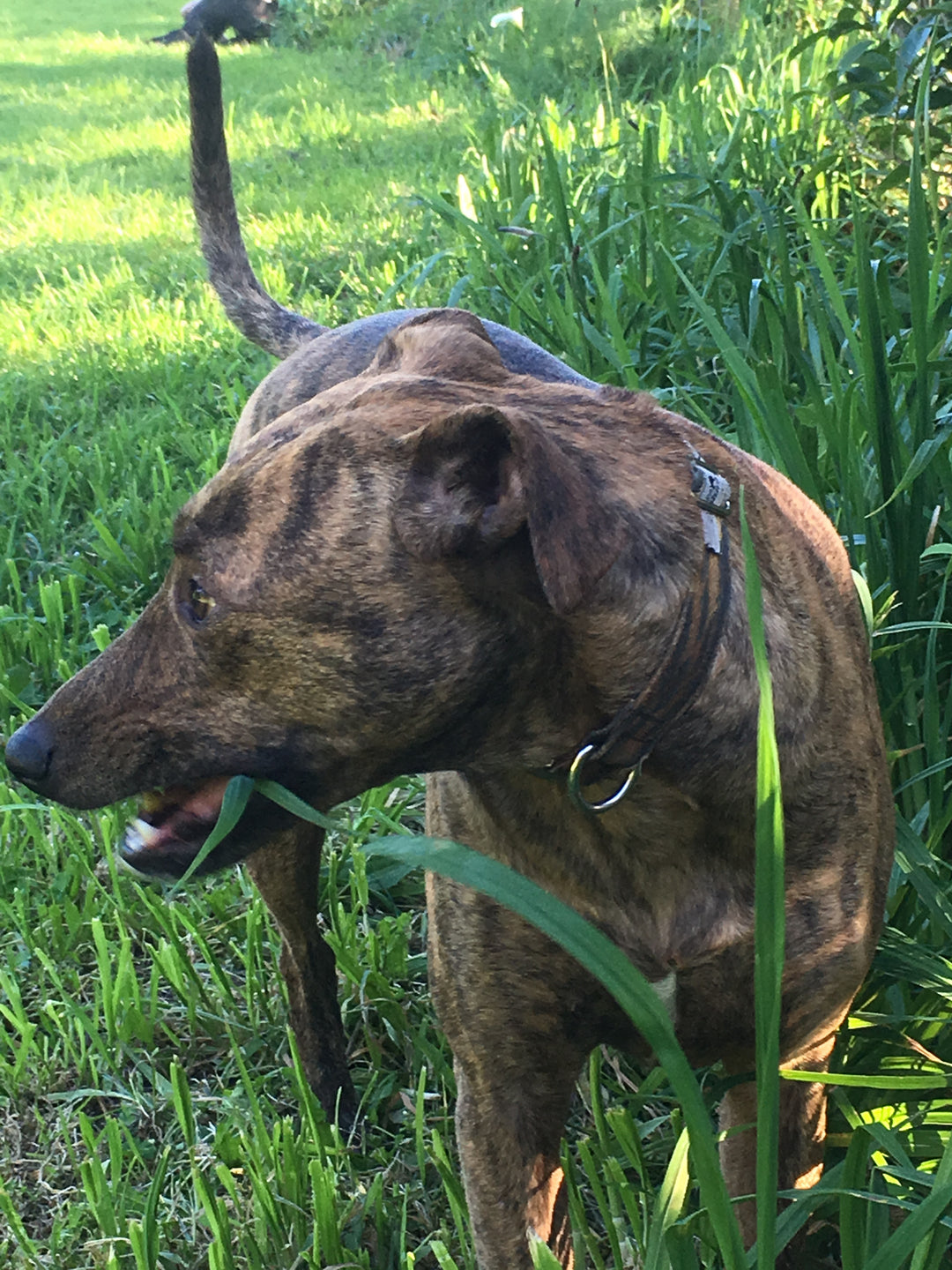 grass allergies are no fun