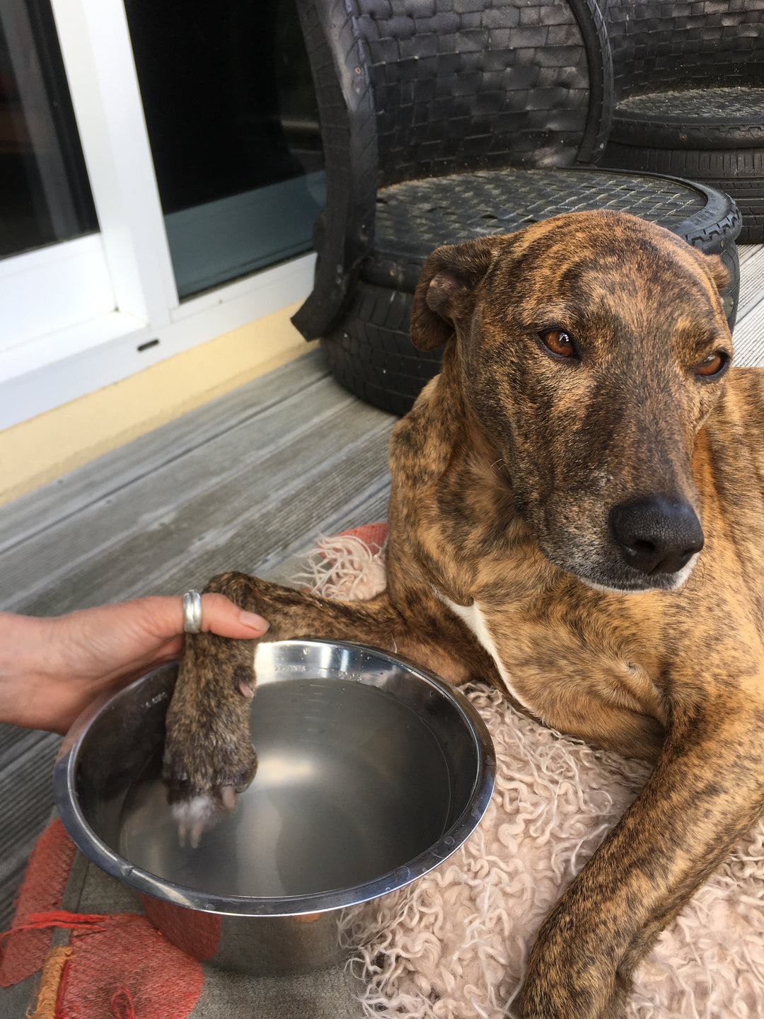 a brindle Eezapet dog having her paw soak for itches and cleanliness