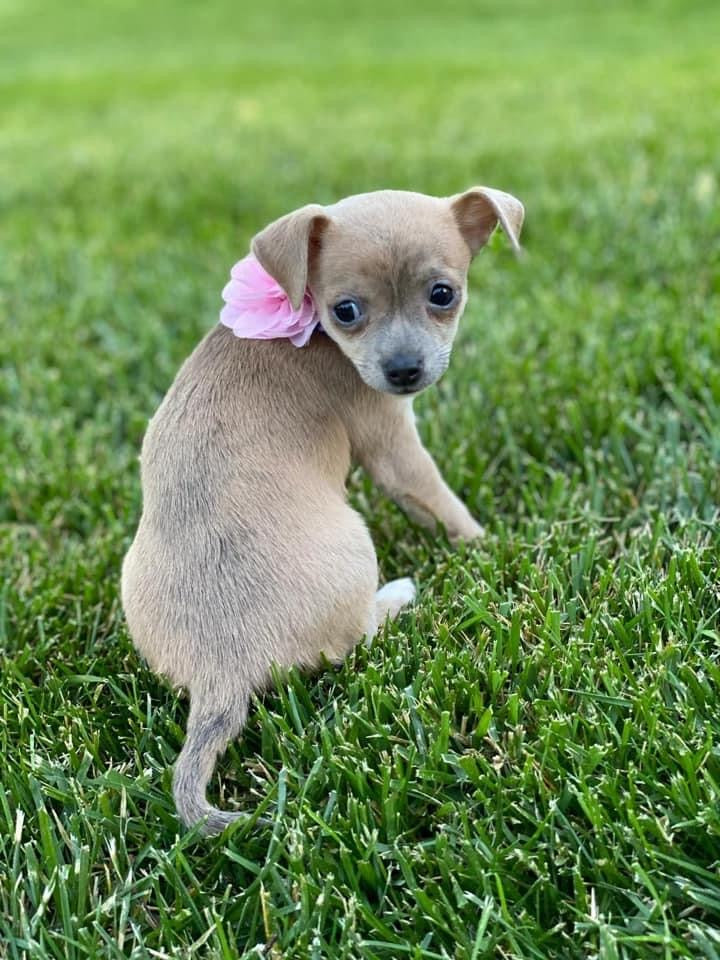 a pup sits on the grass - is your dog allergic to grass