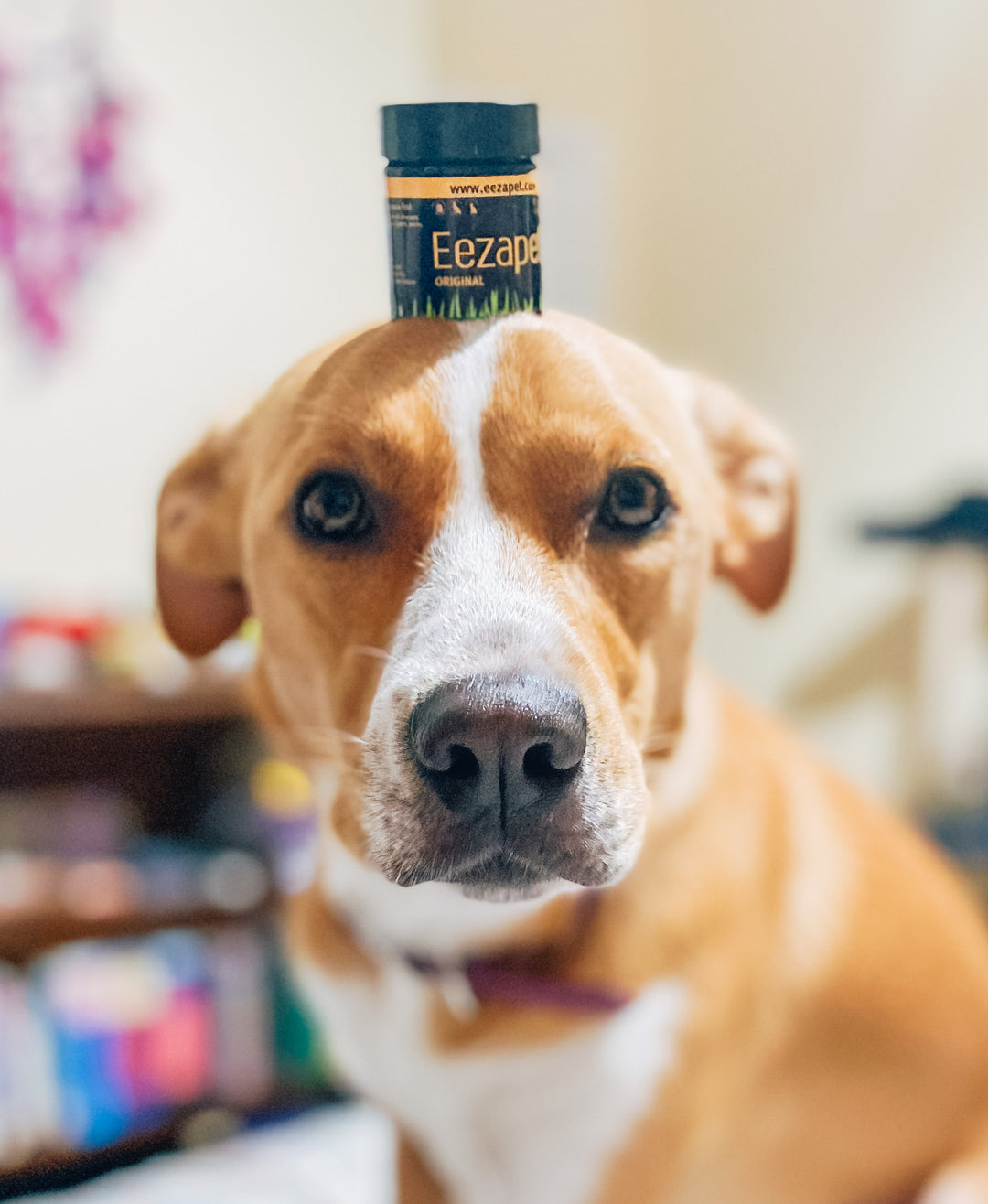 allergies - 7 triggers explained Luna balances Eezapet bottle on her head