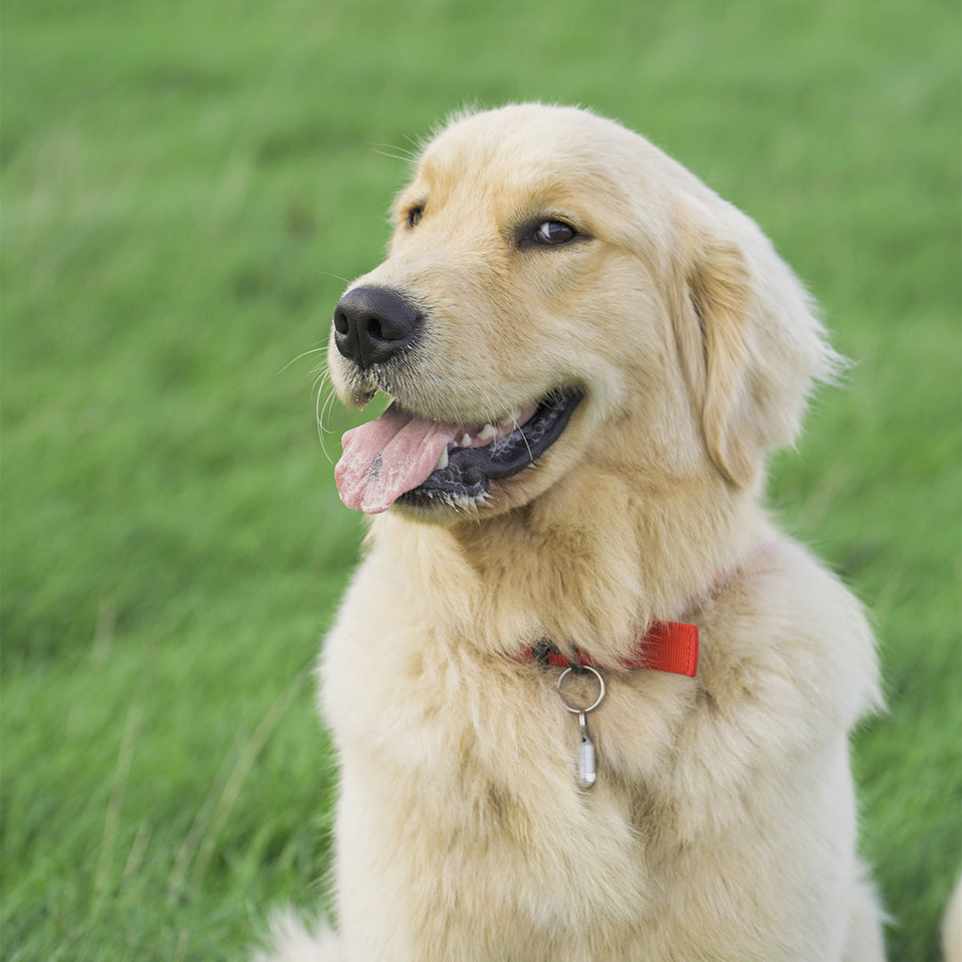Fleas allergies no more with Eezapet and Pawtect