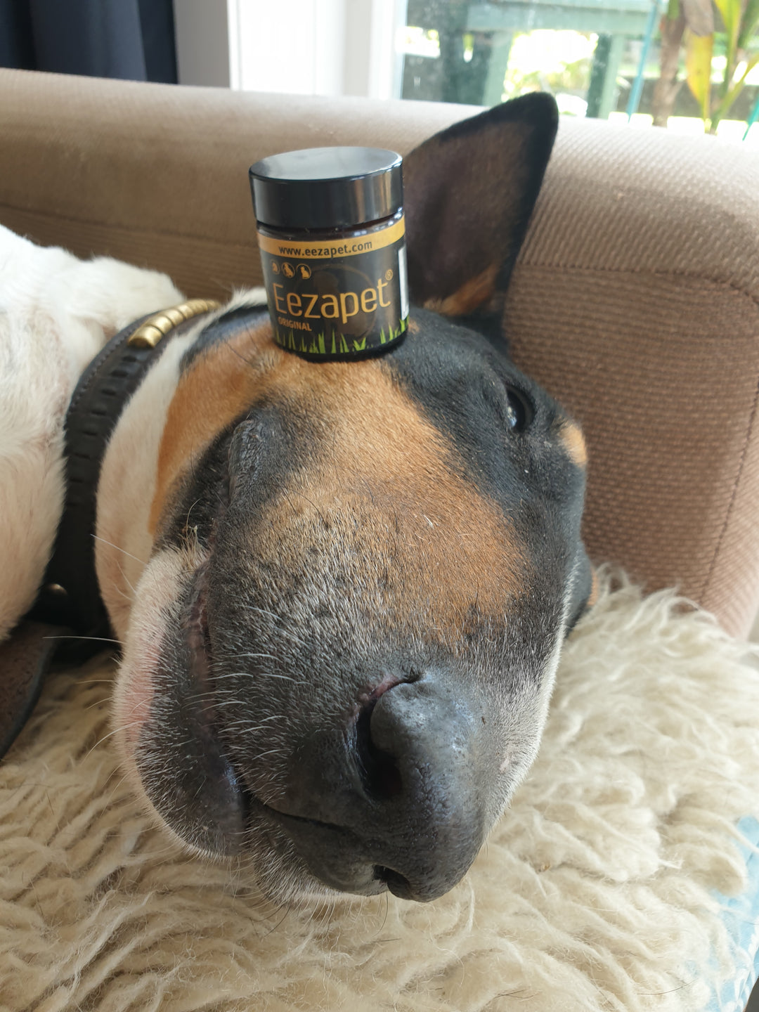 English Bull Terrier with a pottle of Eezapet on her head - Eezapet is for hot spots