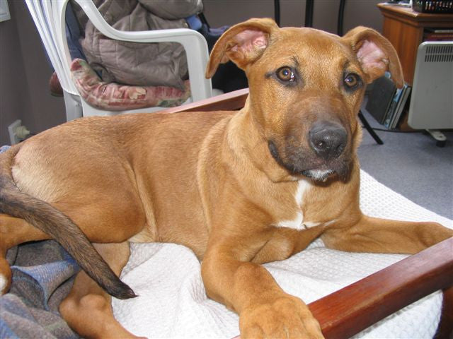puppy Coco