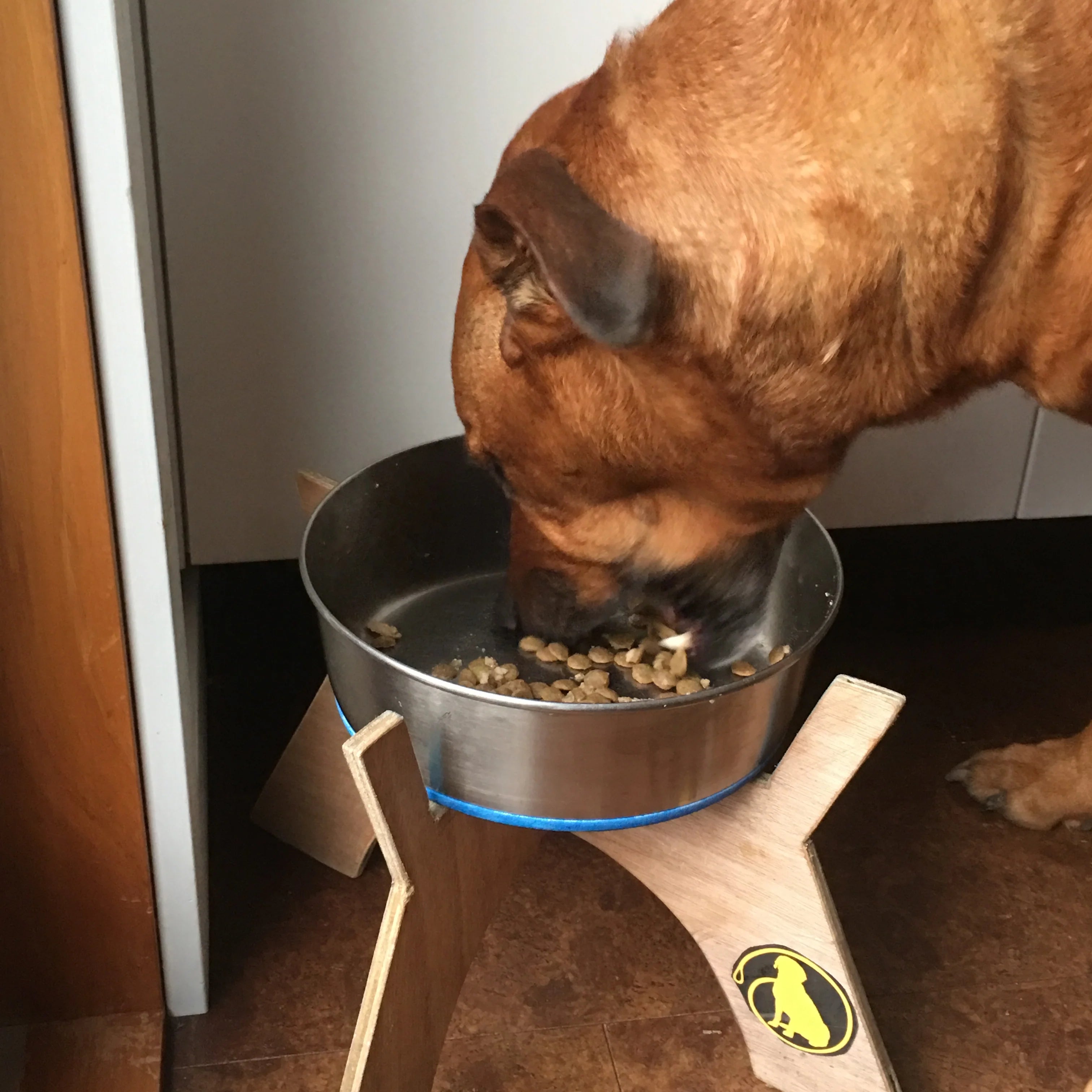 Do Dogs Get Hangry Too Eezapet Petcare Ltd