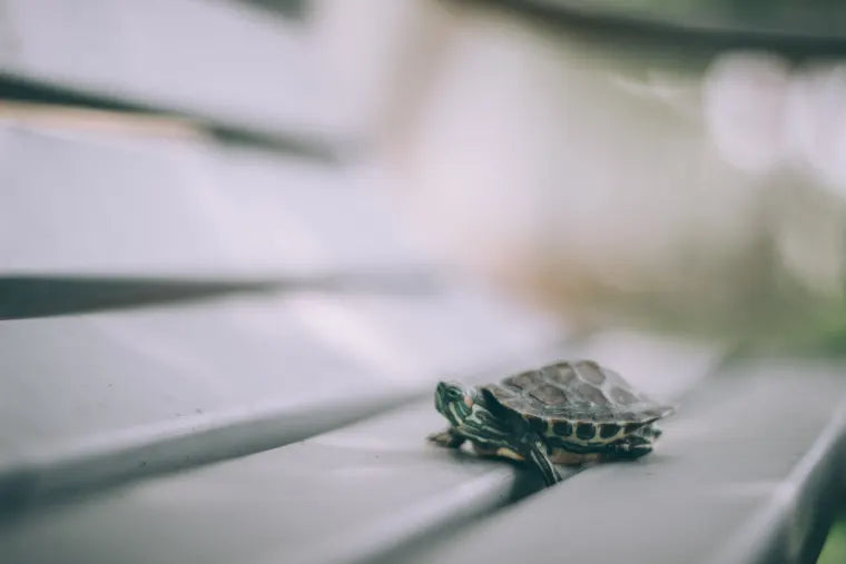 How To Resuscitate A Turtle