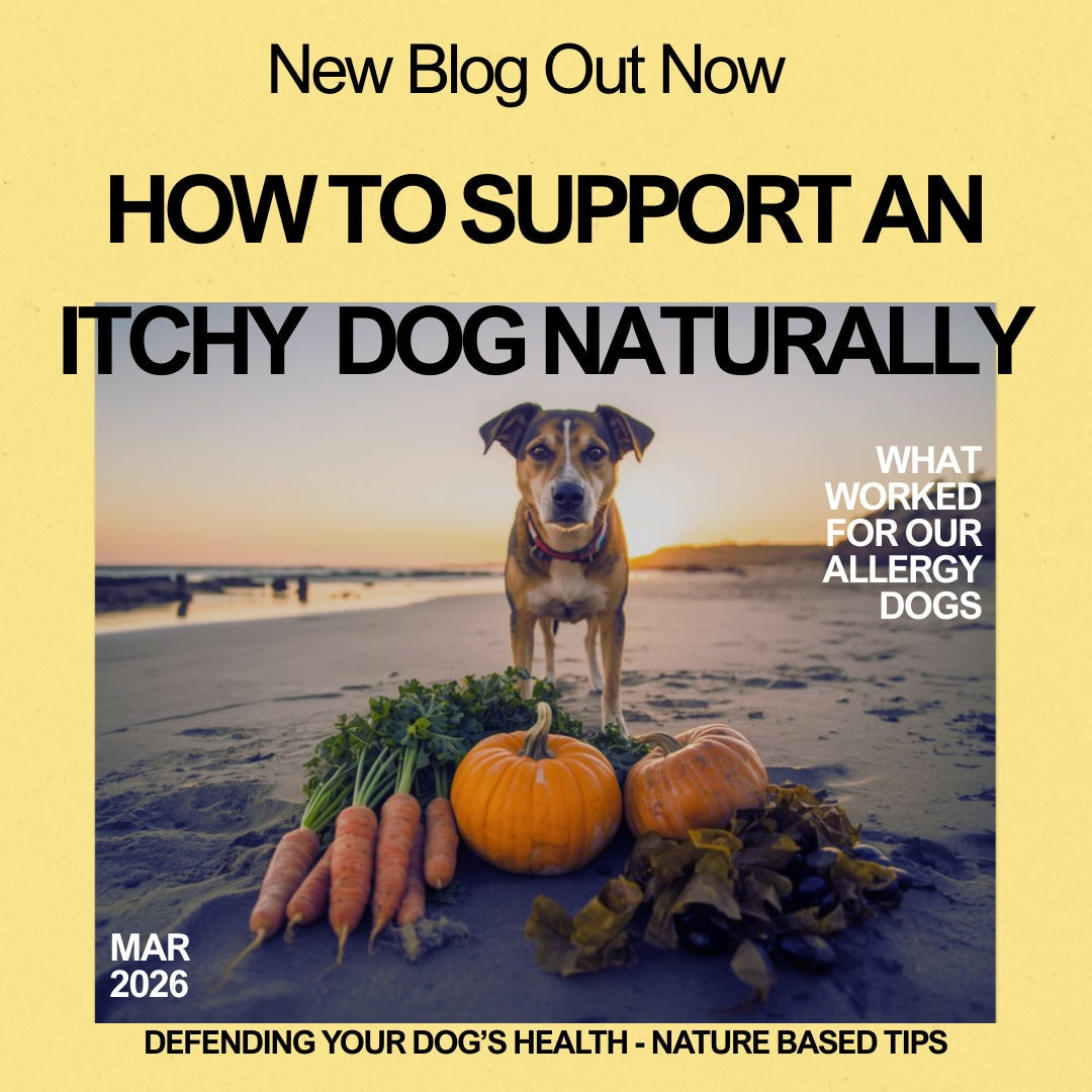 How to Support an Itchy Dog – Naturally: what worked for our allergy dogs