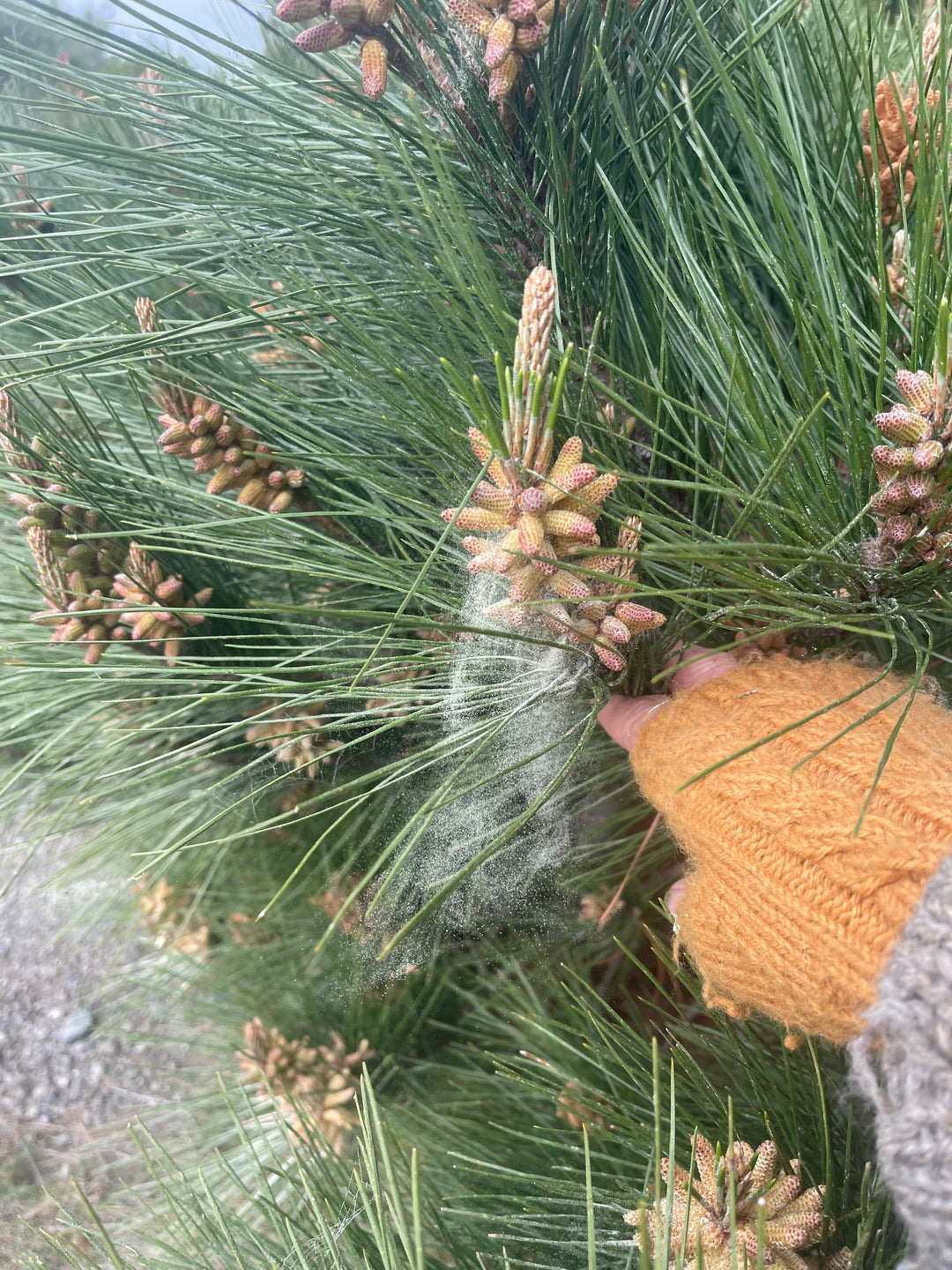 Pollen Season Is Here: How to Help Your Itchy Dog Naturally