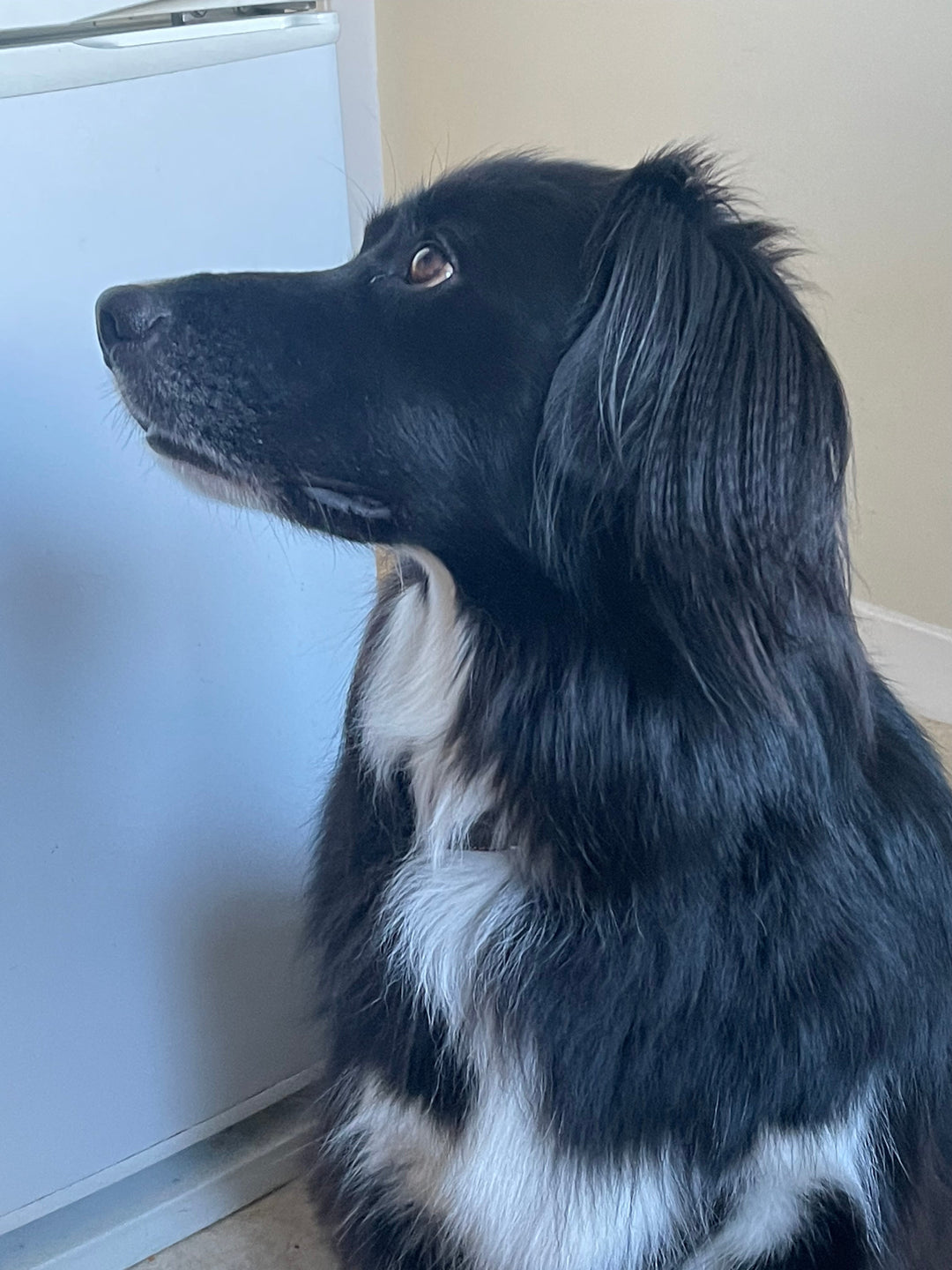 a sitting dog showing off his long naturally crimped hair