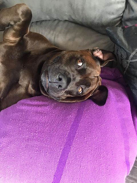 The itchy dog syndrome - Benji waits for his Eezapet massage