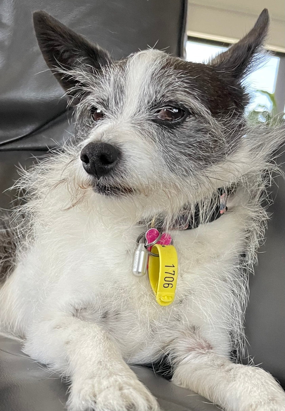 small hairy dog wearing a flea deter pawtect pendant