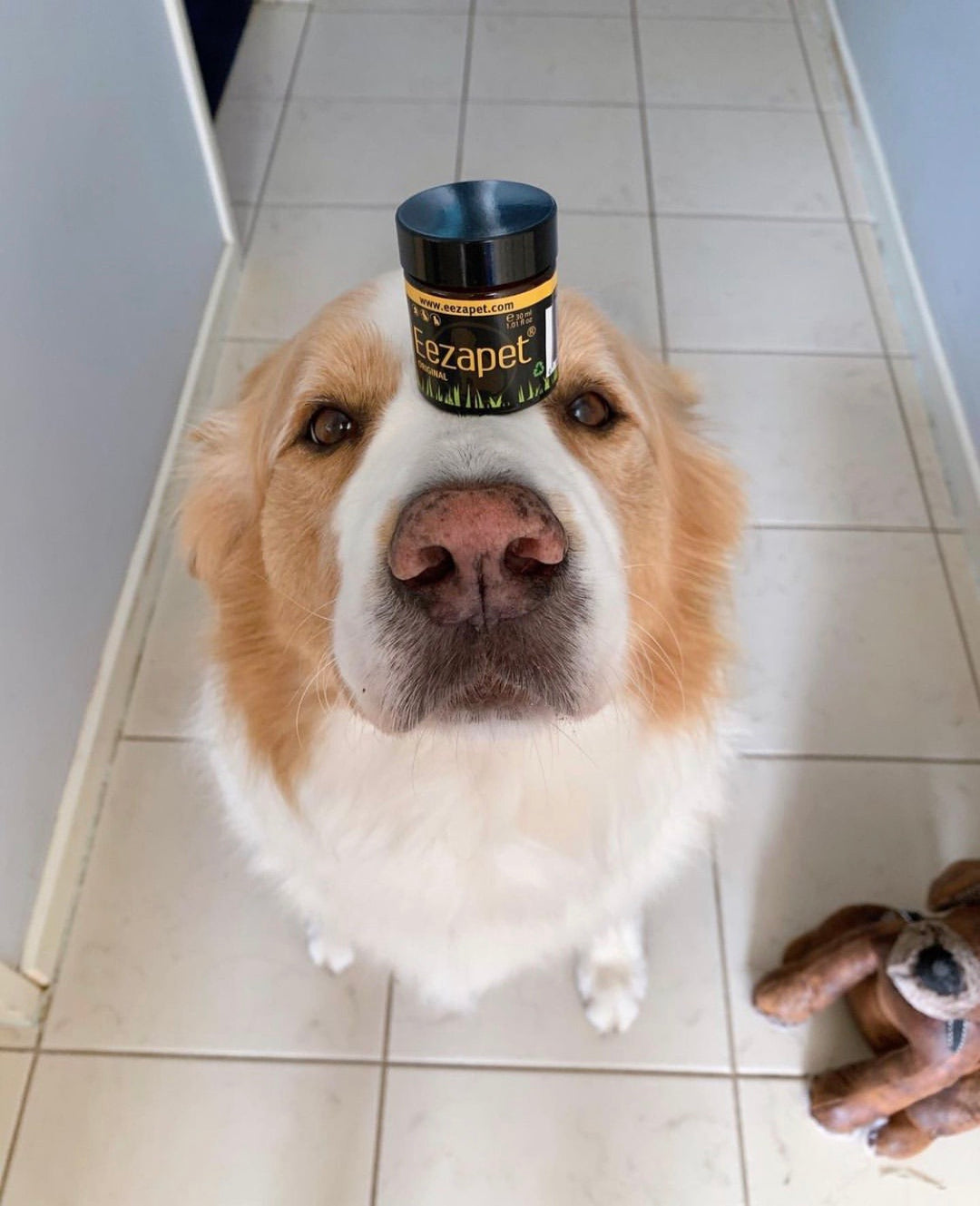 Max balances Eezapet on his nose