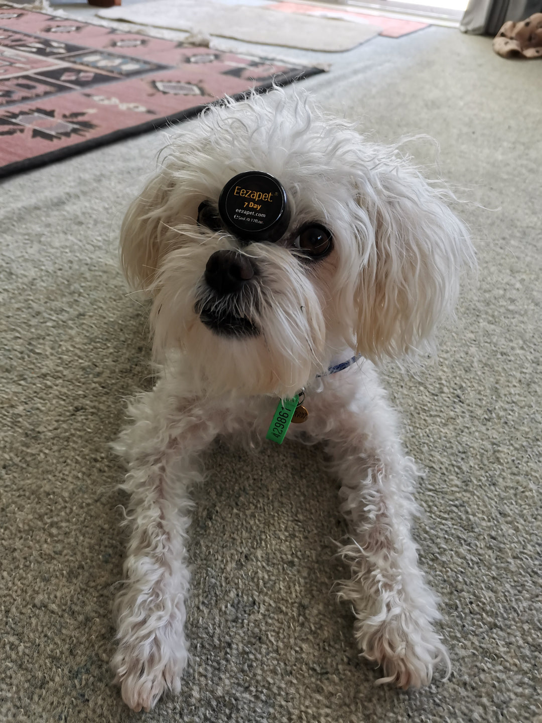 Pip balances 7 Day Treatment on her head